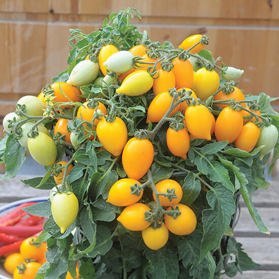 Balkona tomāti “Funny Plum Yellow” (stāds)