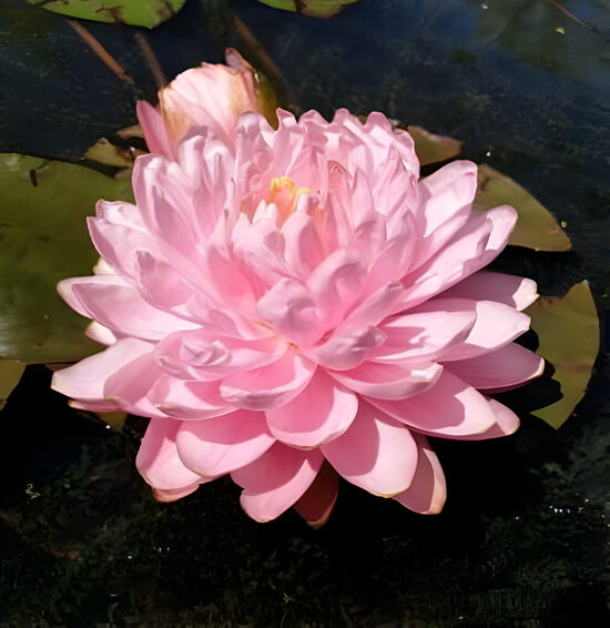 Nymphaea 'Pink Pom Pom'