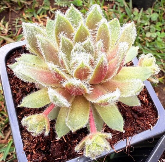 Sempervivum 'Rosa Madchen'