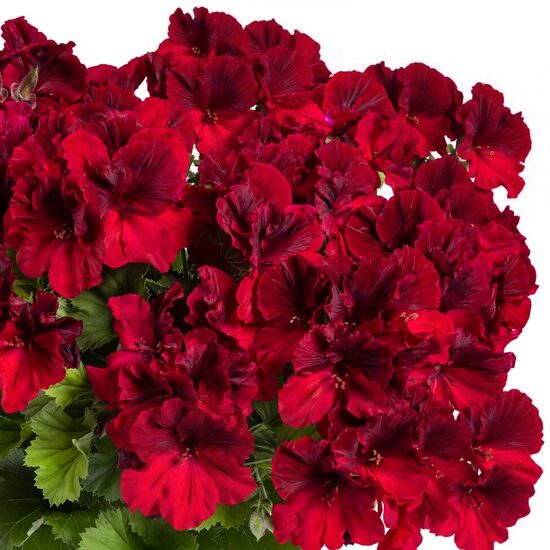Karaliskā pelargonija “Aristo Red” 