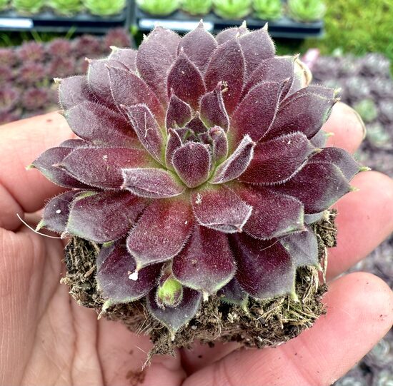 Saulrietenis “Cassiopea”