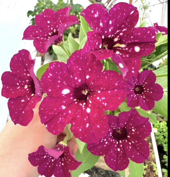 Petūnija “Dot Pink Star”