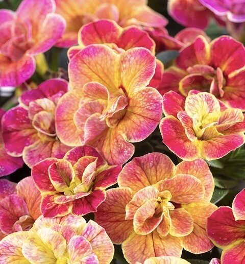 Kalibrahoja “Chameleon Desert Rose”