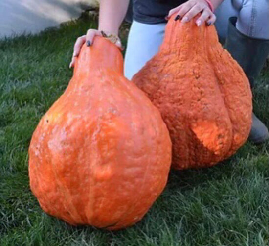 Ķirbis 'Boston Marrow'