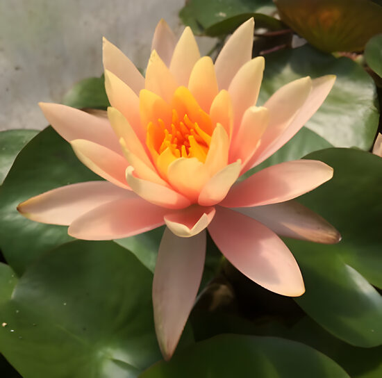 Ūdensroze 'Georgia Peach'