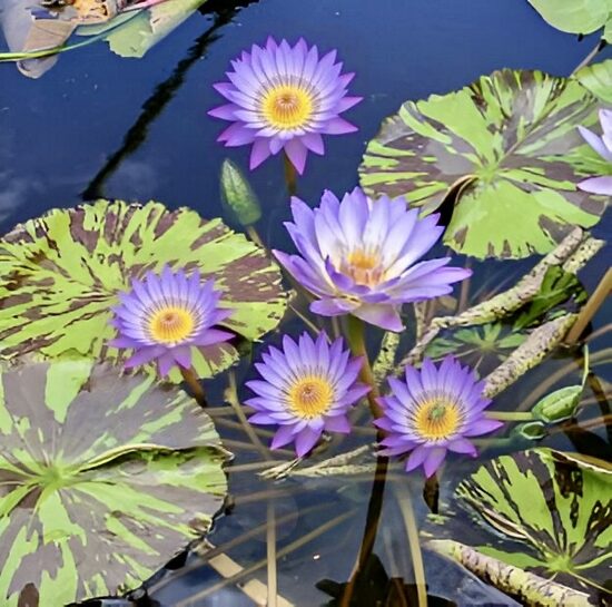 Tropiskā ūdensroze 'Southern Charm'
