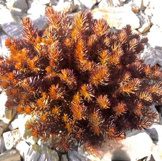 Sedum 'Chocolate Ball'