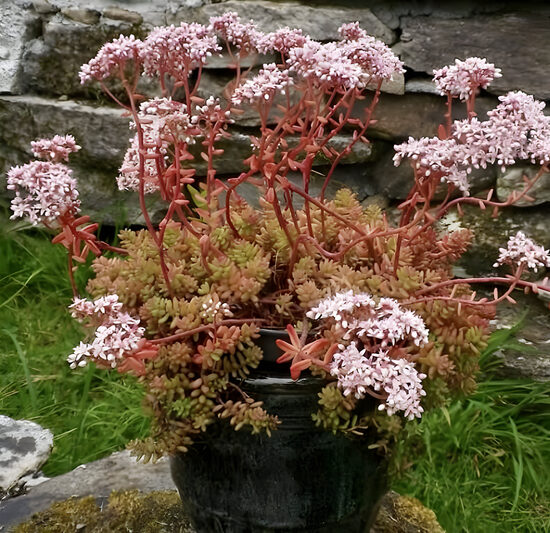 Sedum album