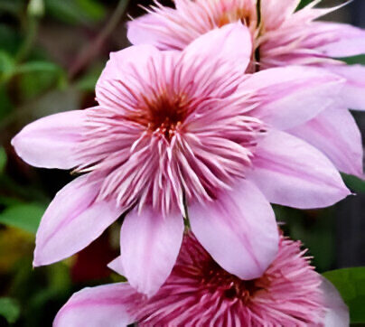 Clematis 'Empress'