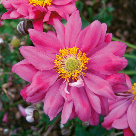 Anemone “Prinz Heinrich”