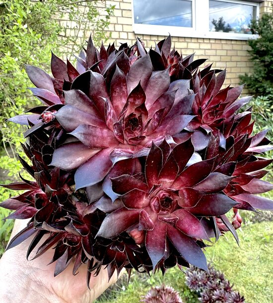Saulrietenis 'Black Princess'