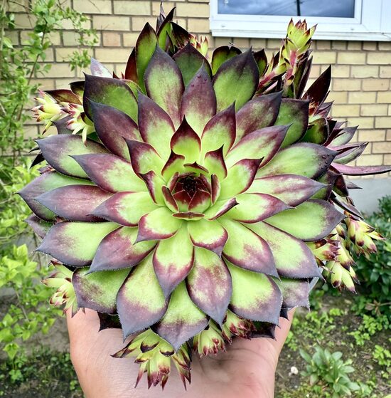 Saulrietenis 'Chocolate Chip'