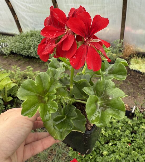 Nokarenā pelargonija “Red Velvet”