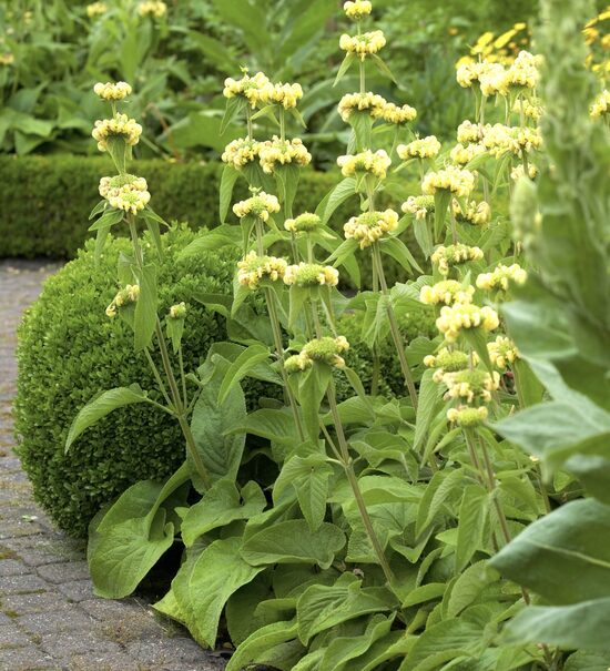 Phlomis russeliana