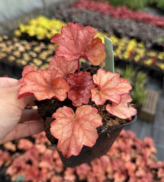 Heihera 'Paprika'