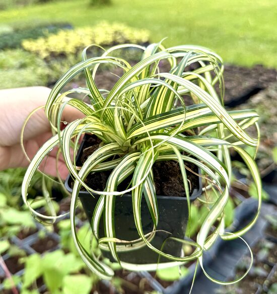 Carex 'Moonfalls'