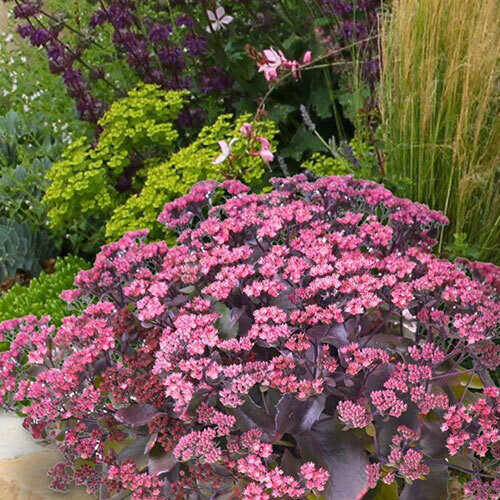 Zemā Čīkstene “Globe Purple”