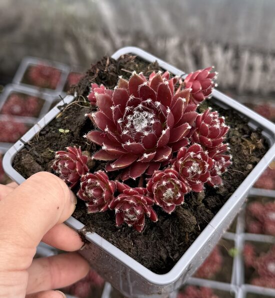 Saulrietenis “Cassiopea”