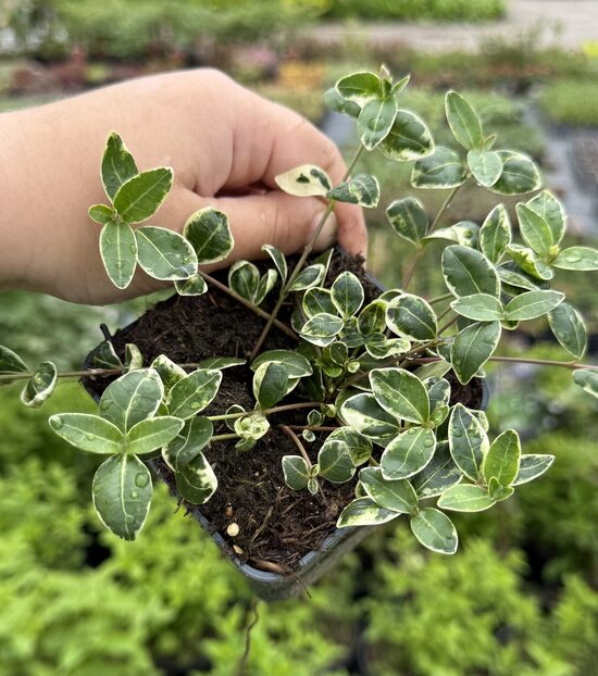 Kapmirte “Variegata”