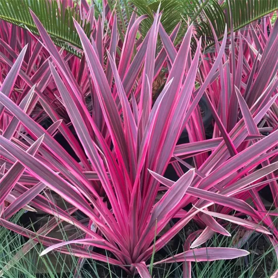Kordilīne “Pink Passion”