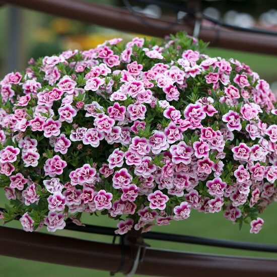 Kalibrahoja “Calita Double Pink Bicolour”