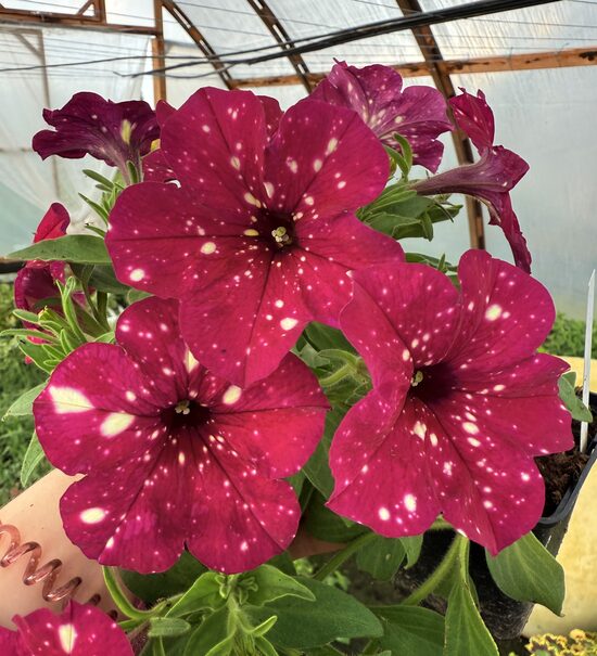 Petūnija “Dot Pink Star”