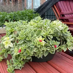 Aptēnija “Mezzo Trailing”