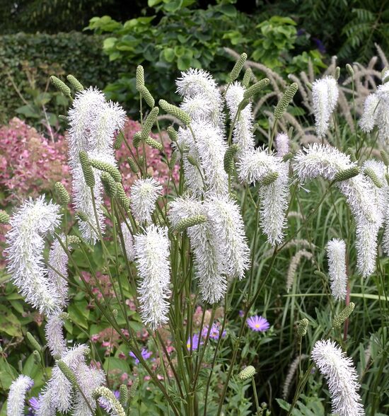 Brūnvālīte 'White Brushes'