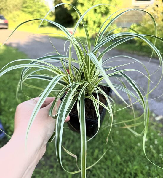 Carex 'Feather Falls'