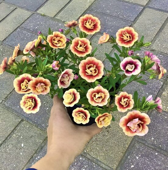 Kalibrahoja “Calita Double Sunset”