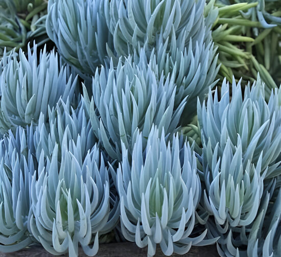 Laimiņš “Blue Chalk Sticks”
