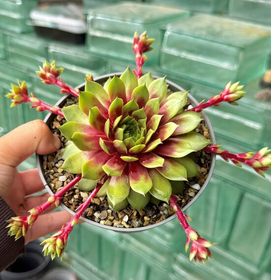 Saulrietenis 'Big Sam Pink Pomelo'