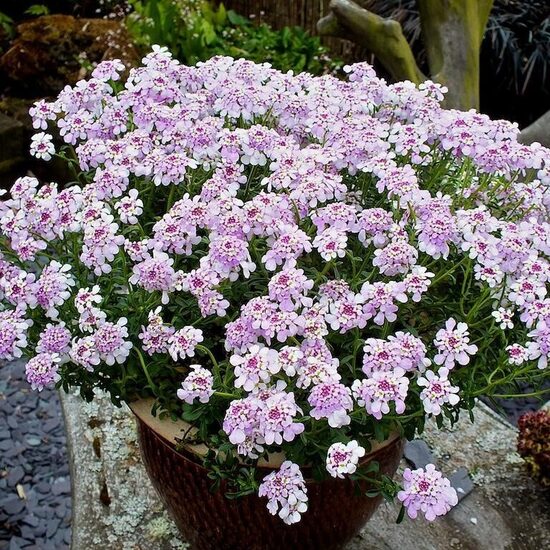Ibēre “Pink Ice”