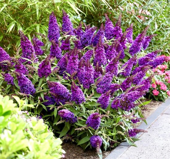 Budleja “Butterfly Candy Little Purple”