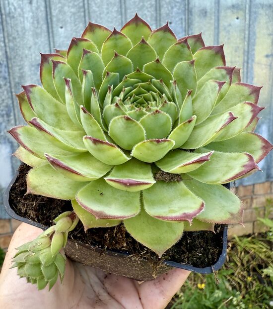 Saulrietenis “Big Sam Jumbo Green”