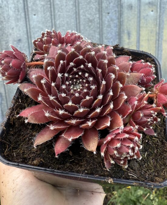 Saulrietenis “Cassiopea”