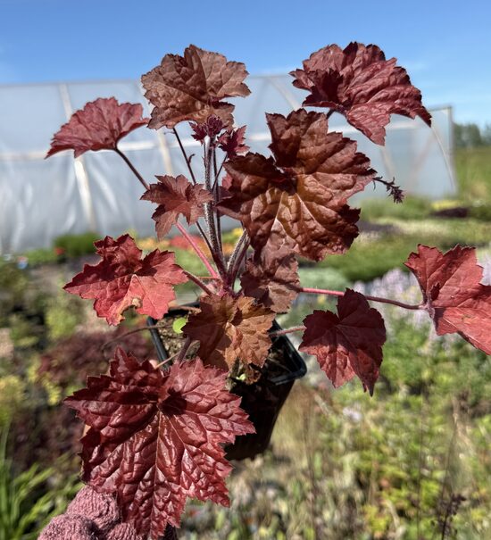 Heihera “Palace Purple”