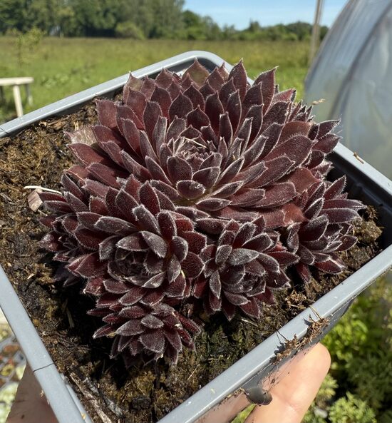 Saulrietenis “Scorpius”