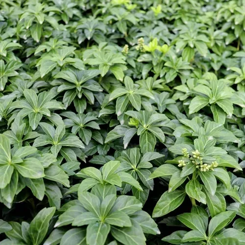 Pasihandra “Green Sheen”