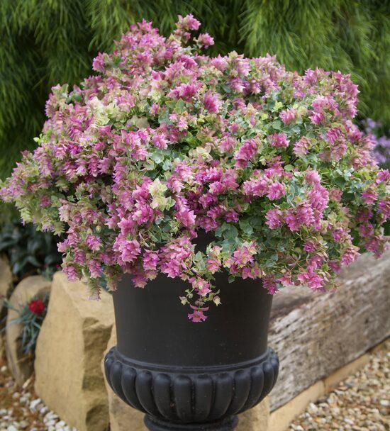 Raudene “Belissimo”