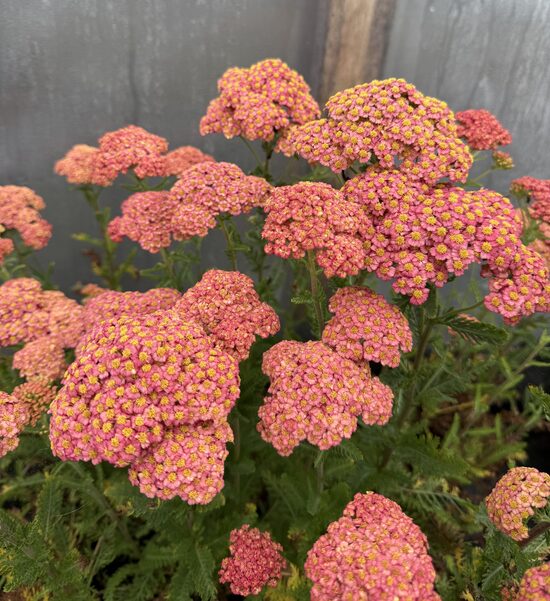 Achillea 'Firefly Peach Sky'
