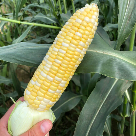 Cukurkukurūza ‘Ramondia’ F1