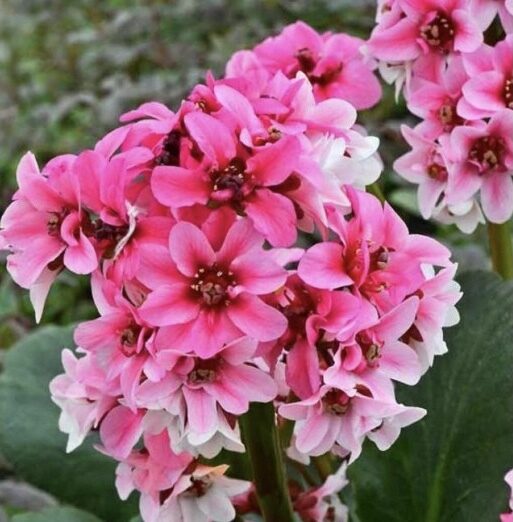 Bergēnija “Dragonfly Sakura”