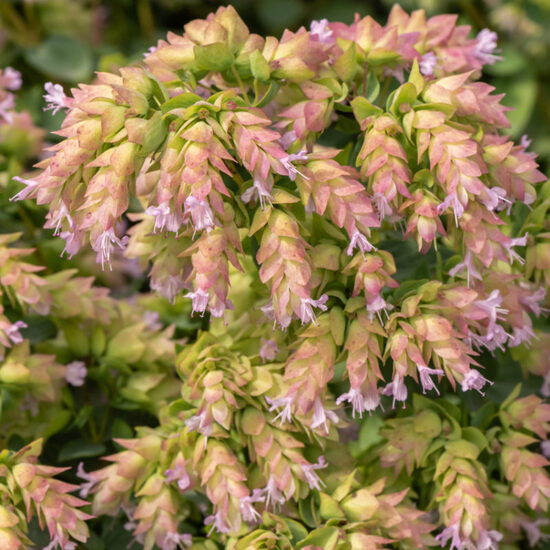 Origanum 'Dingle Fairy'