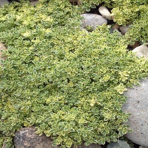 Timiāns “Highland Cream”