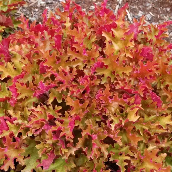 Heihera “Marmalade”