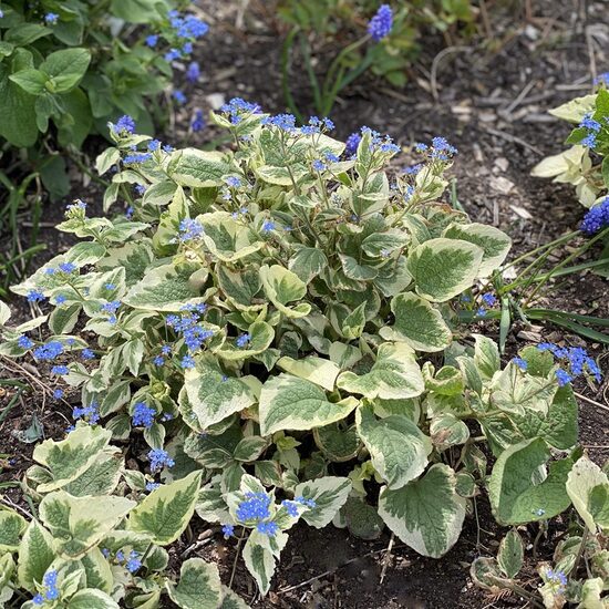 Brunnera “Variegata”