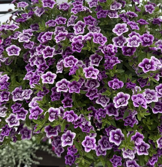 Kalibrahoja 'Aloha Double Sky Blue'