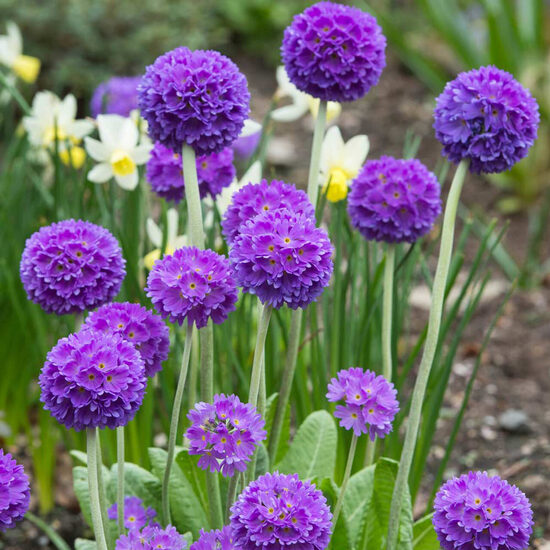 Zobainā prīmula “Blue”
