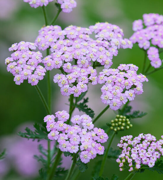 Pelašķis “Lilac Beauty”
